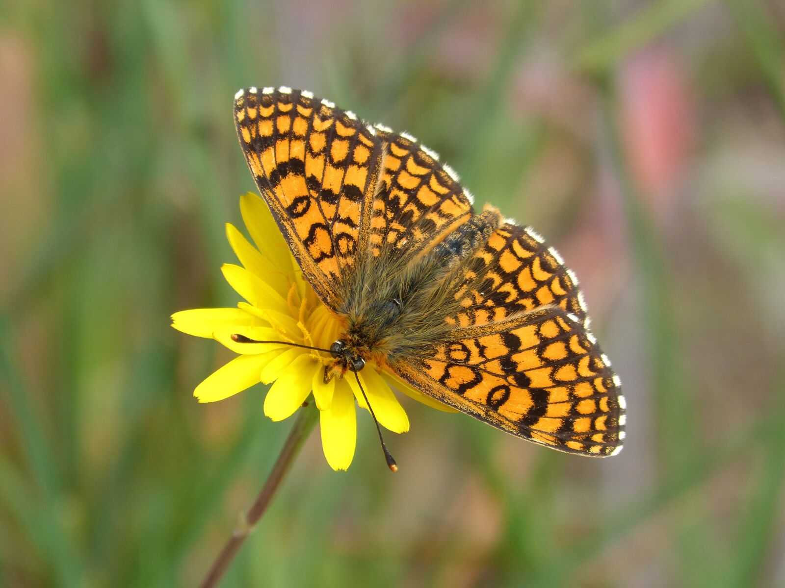 Panasonic DMC-FZ62 sample photo. Butterfly, dandelion, libar photography