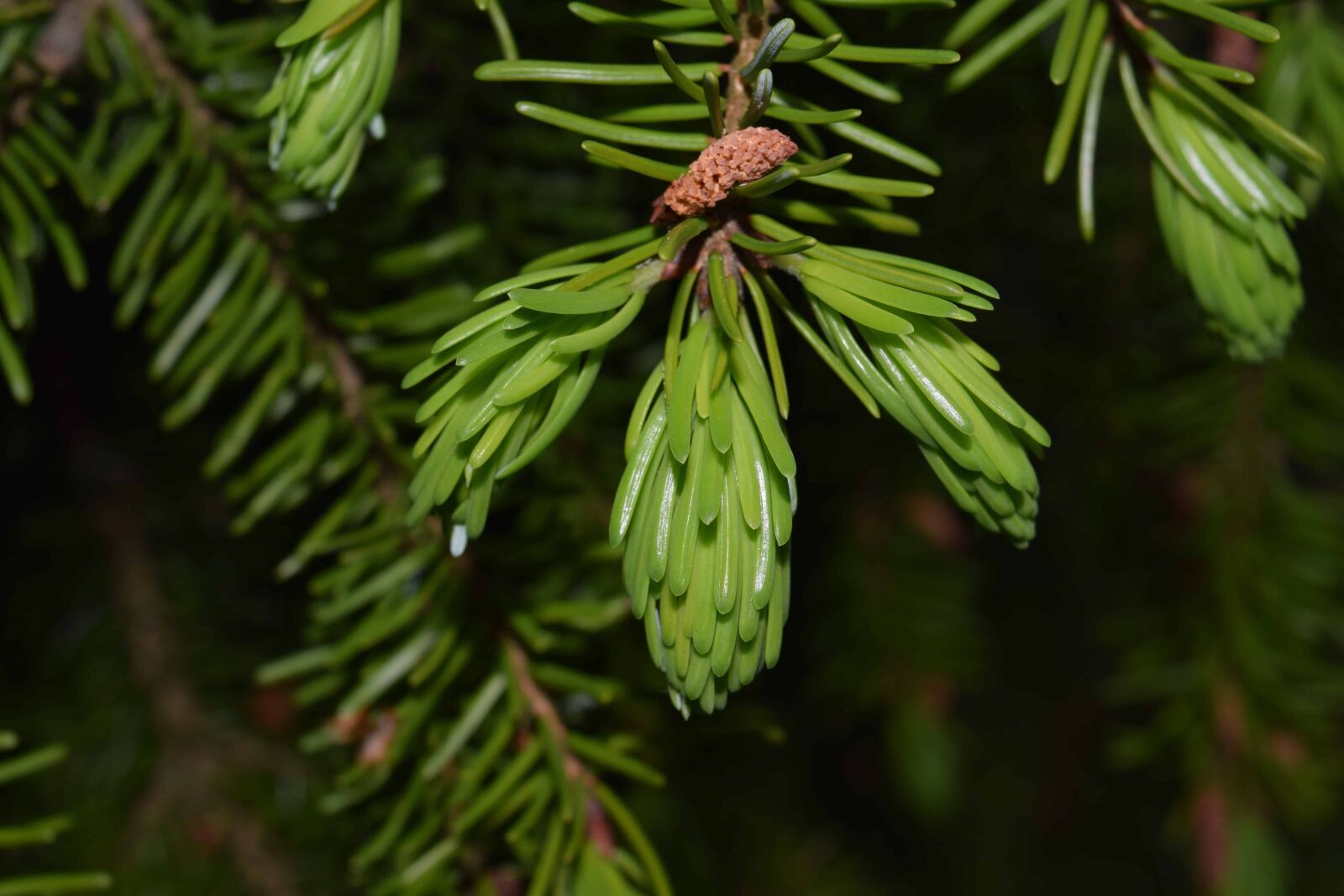 Nikon D3300 sample photo. Branch, conifer, winter, pine photography
