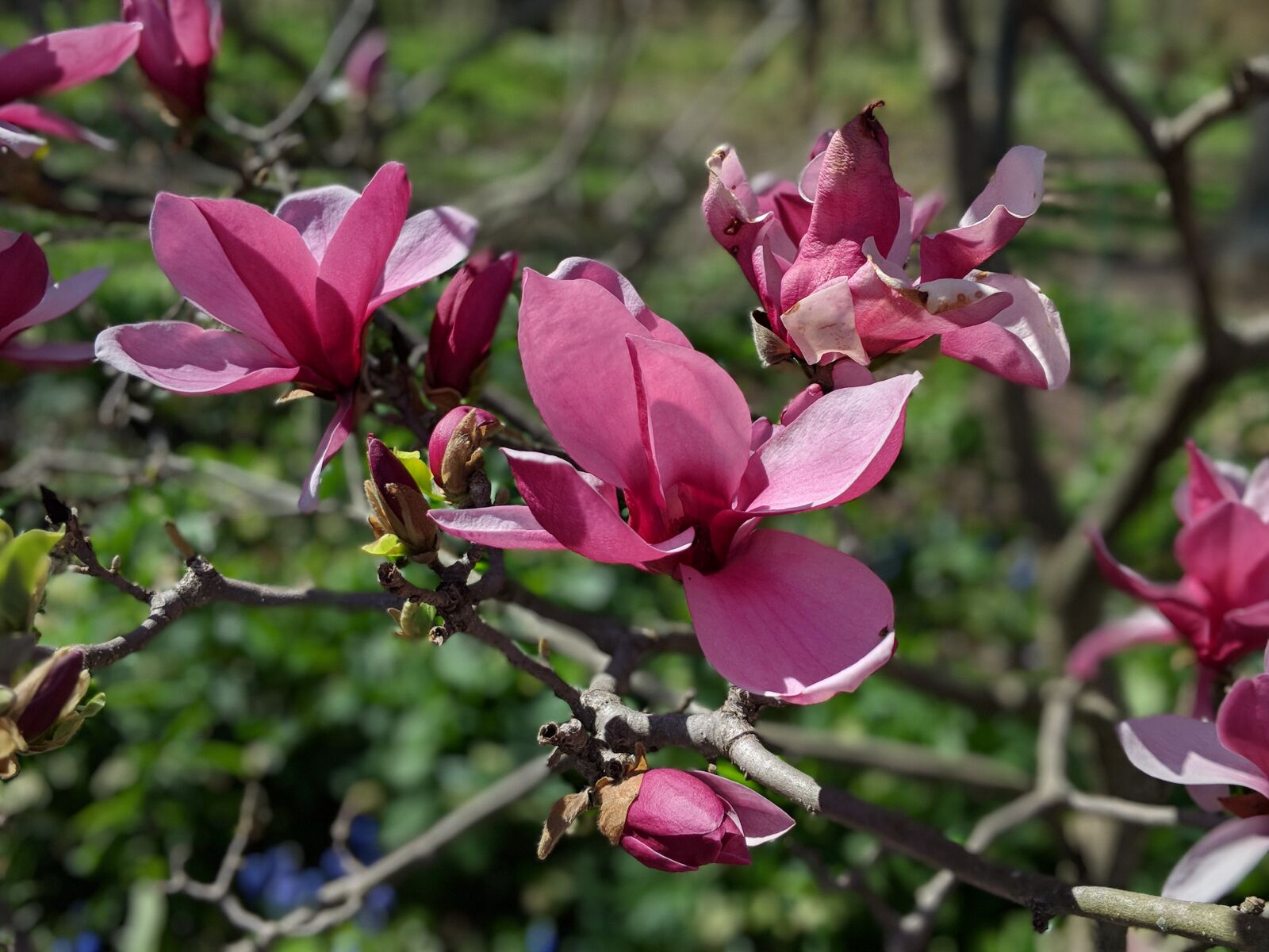 Google Pixel 2 XL sample photo. Bloom, nature, spring photography