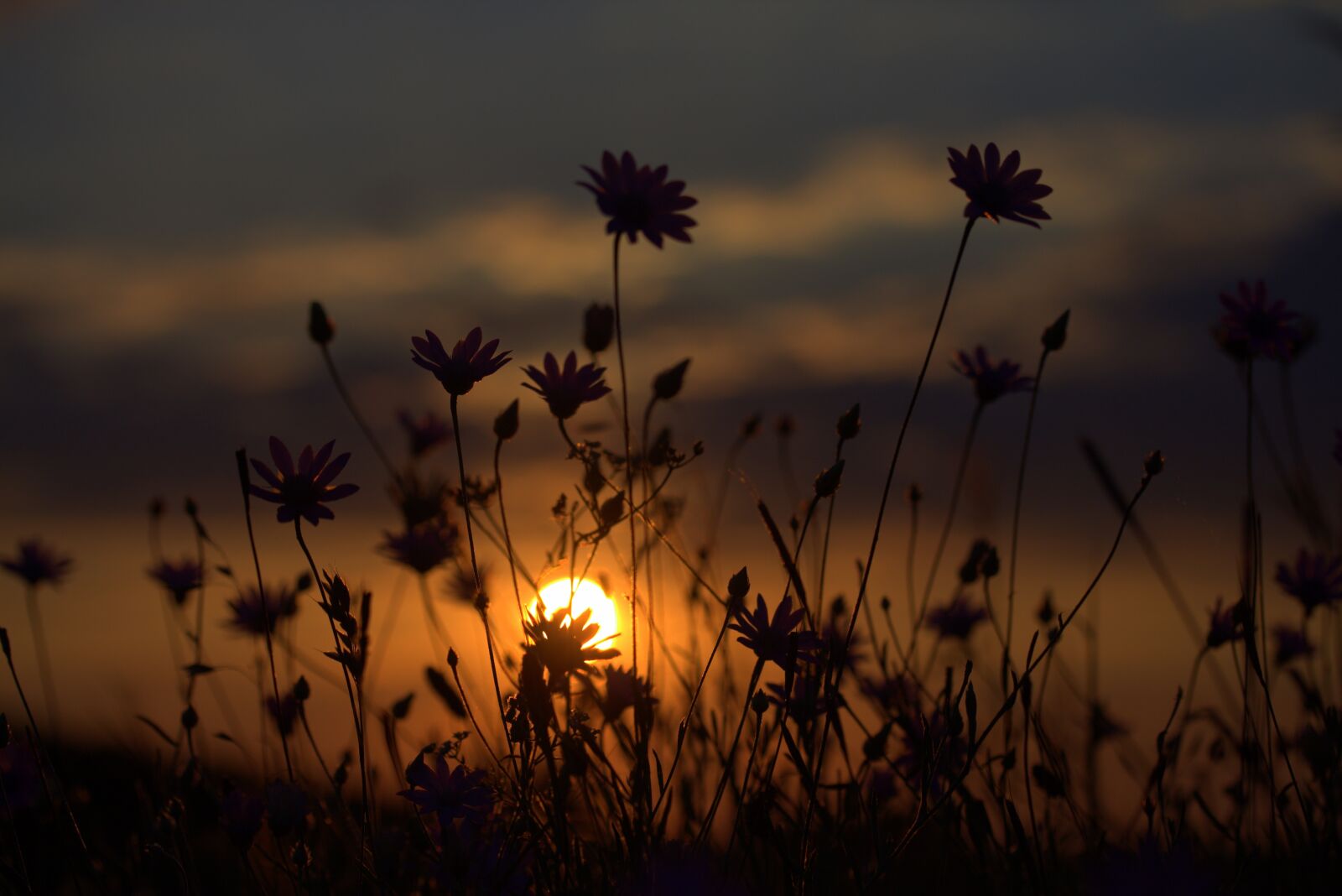 Canon EF-S 60mm F2.8 Macro USM sample photo. Flowers, camp, sunset photography