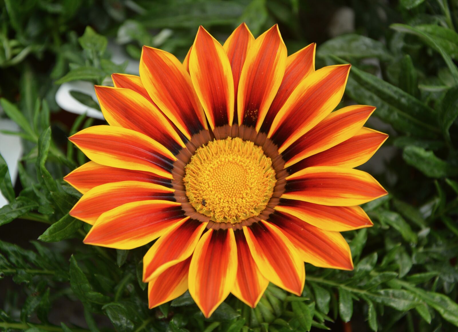 Nikon D5200 sample photo. Flower, marguerite, orange photography