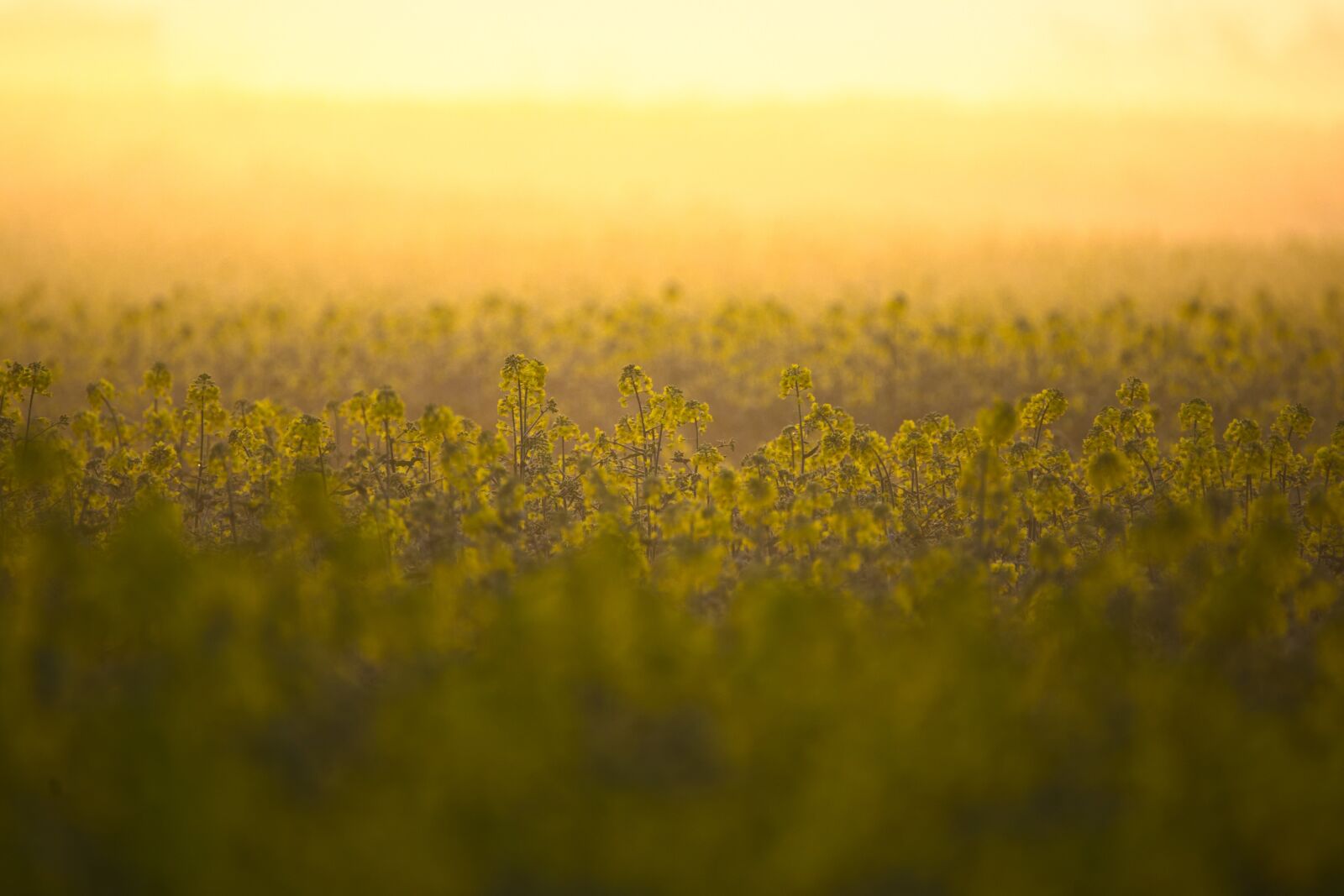 Nikon D600 sample photo. Oilseed rape, field, yellow photography