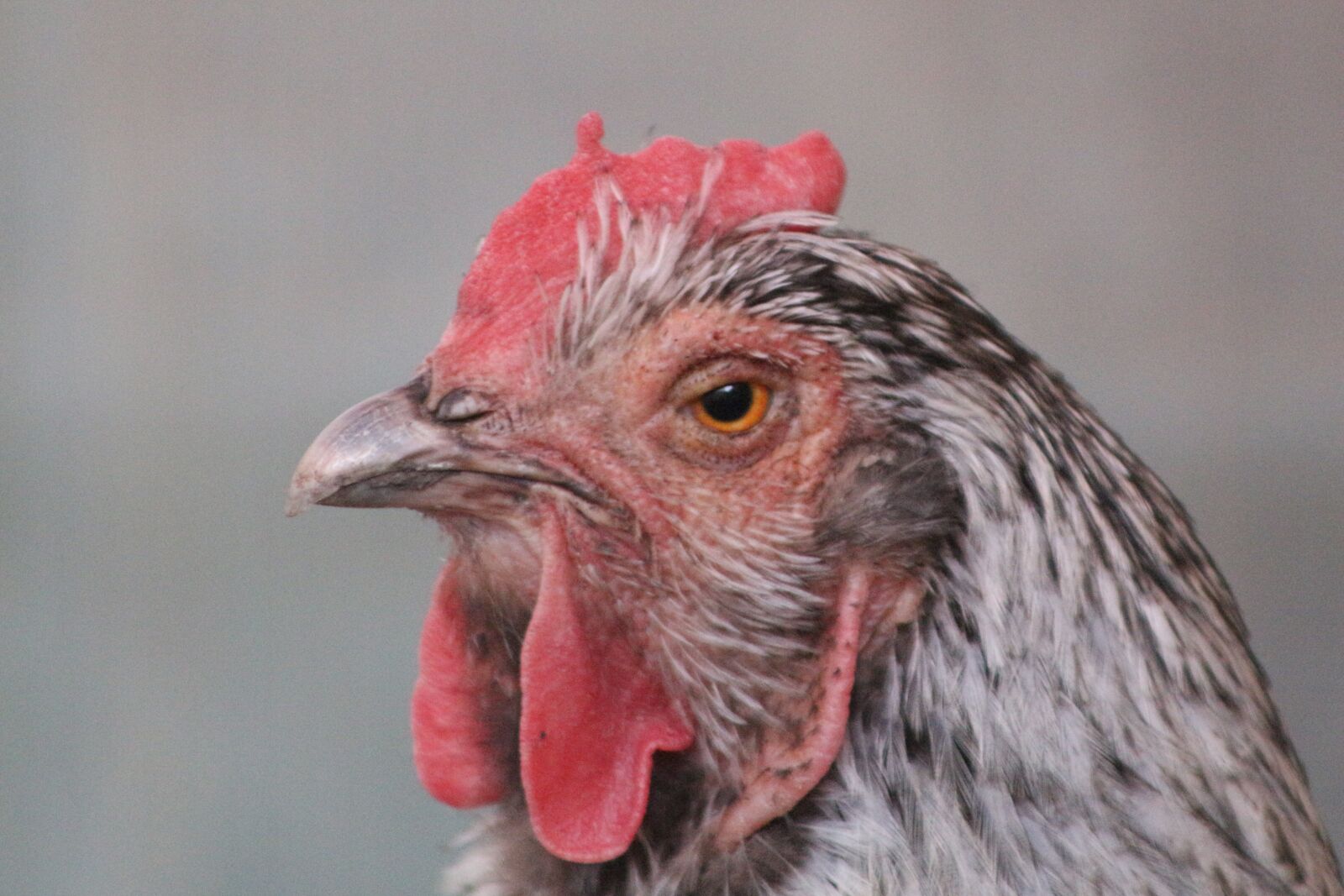 Canon EF75-300mm f/4-5.6 sample photo. Chicken, hen, poultry photography