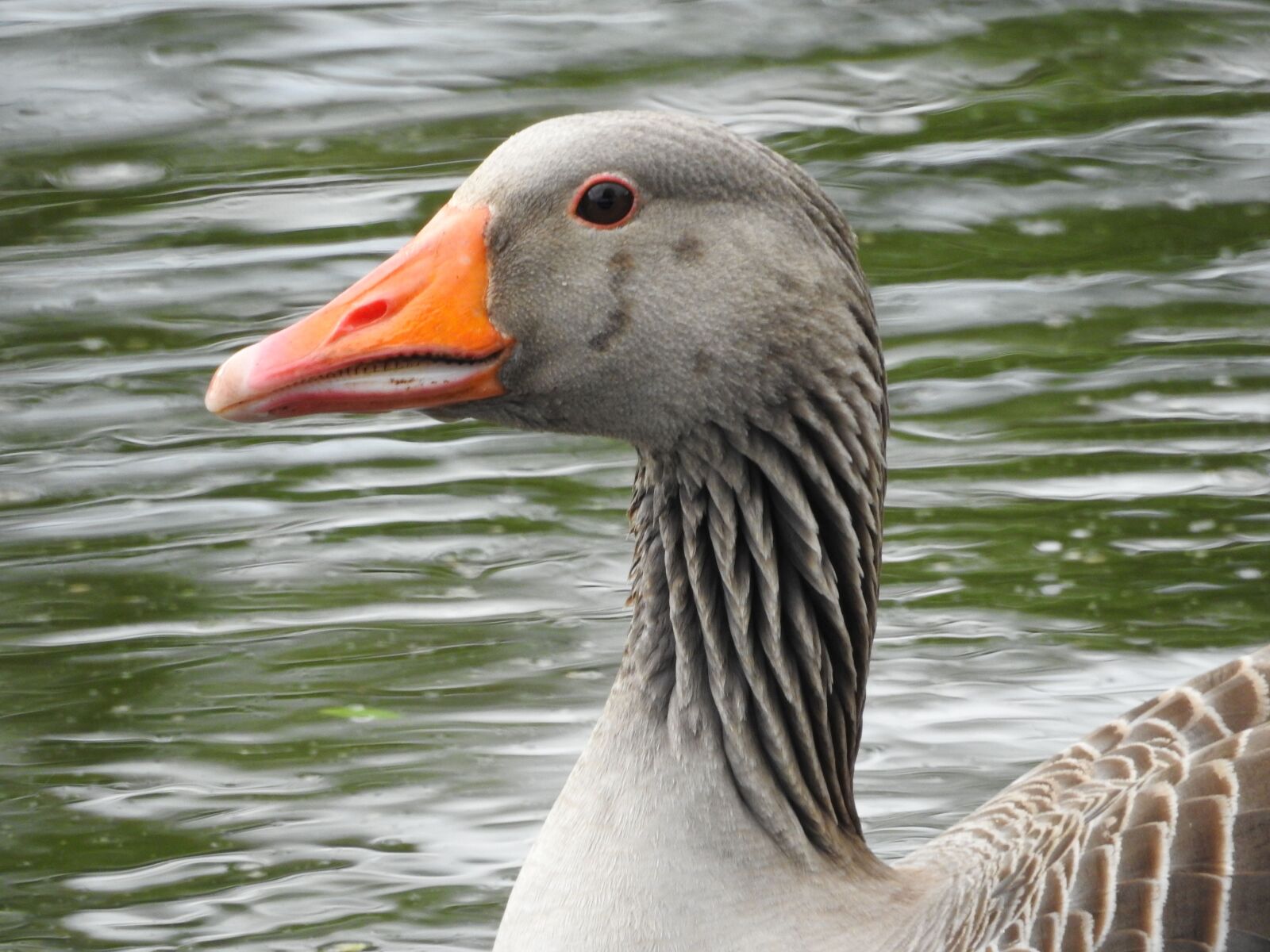 Nikon Coolpix P900 sample photo. Wild goose, goose, water photography