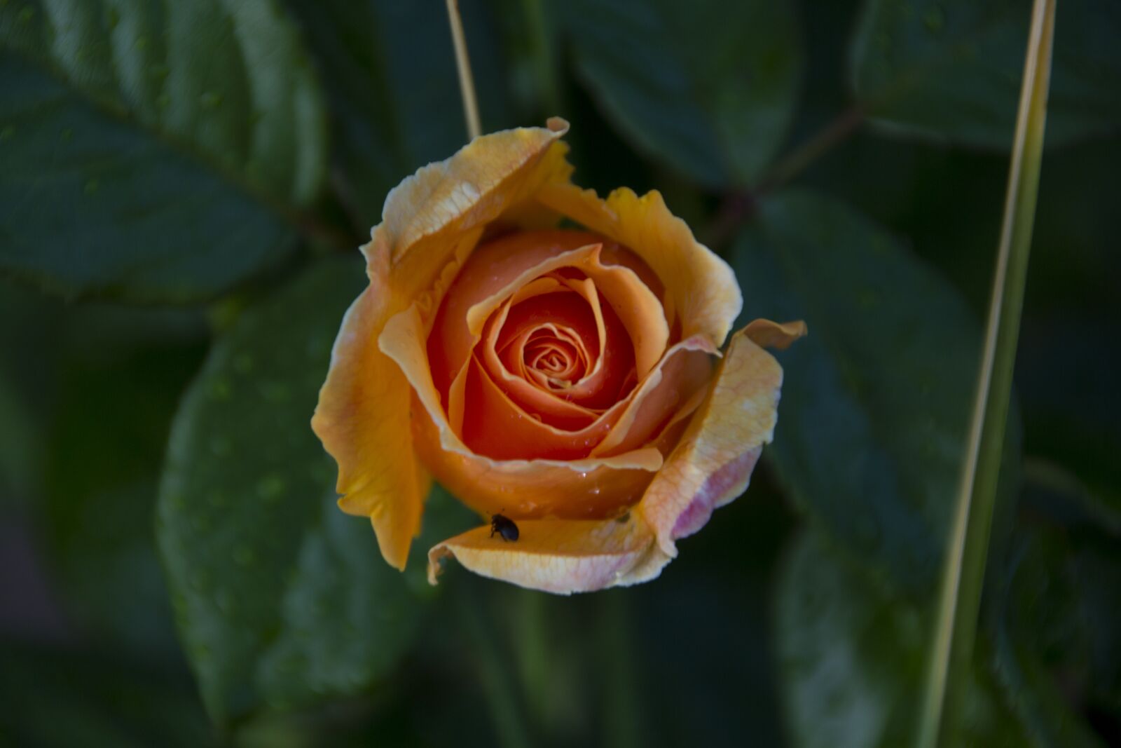 Canon EOS 60D sample photo. Rose, flower, nature photography