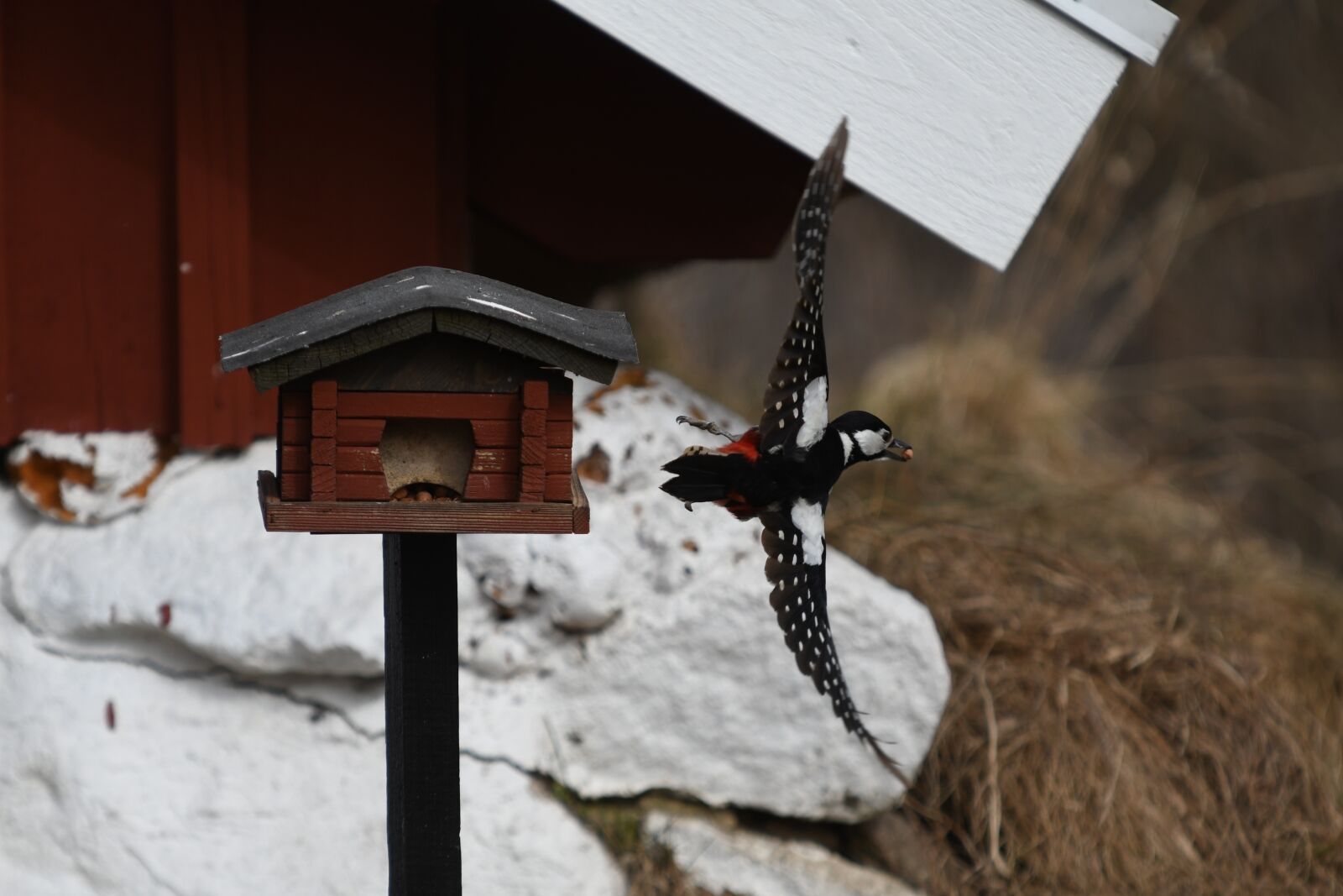 Nikon D7500 sample photo. Winter, outdoor, nature photography