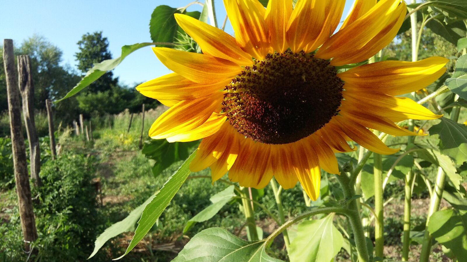 Samsung Galaxy A5 sample photo. Nature, plant, summer photography