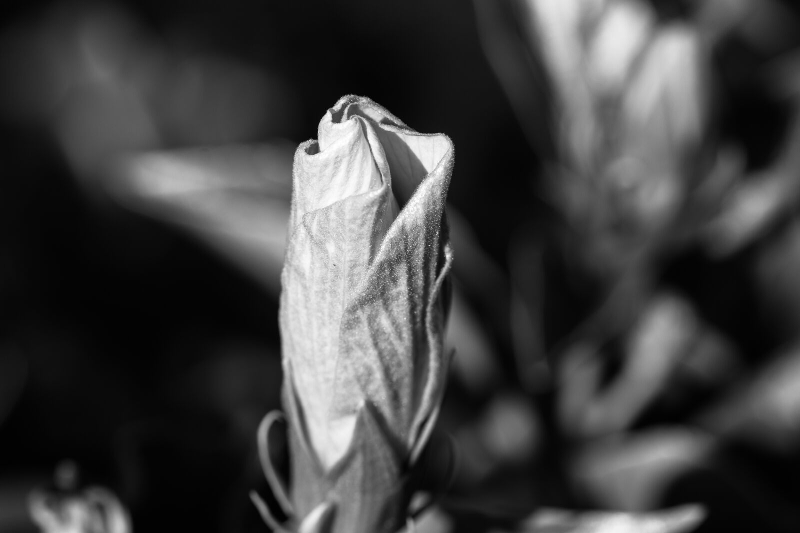 Canon EF 100mm F2.8L Macro IS USM sample photo. Flower, thoughtful, lonely photography