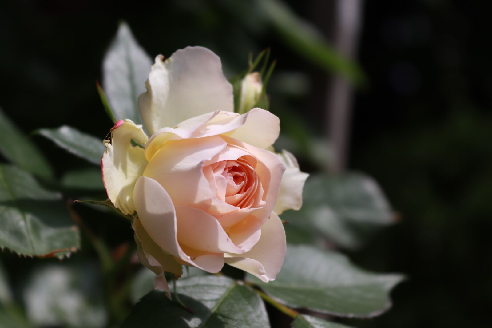 Canon EOS 200D (EOS Rebel SL2 / EOS Kiss X9) sample photo. Flower, white, roses photography