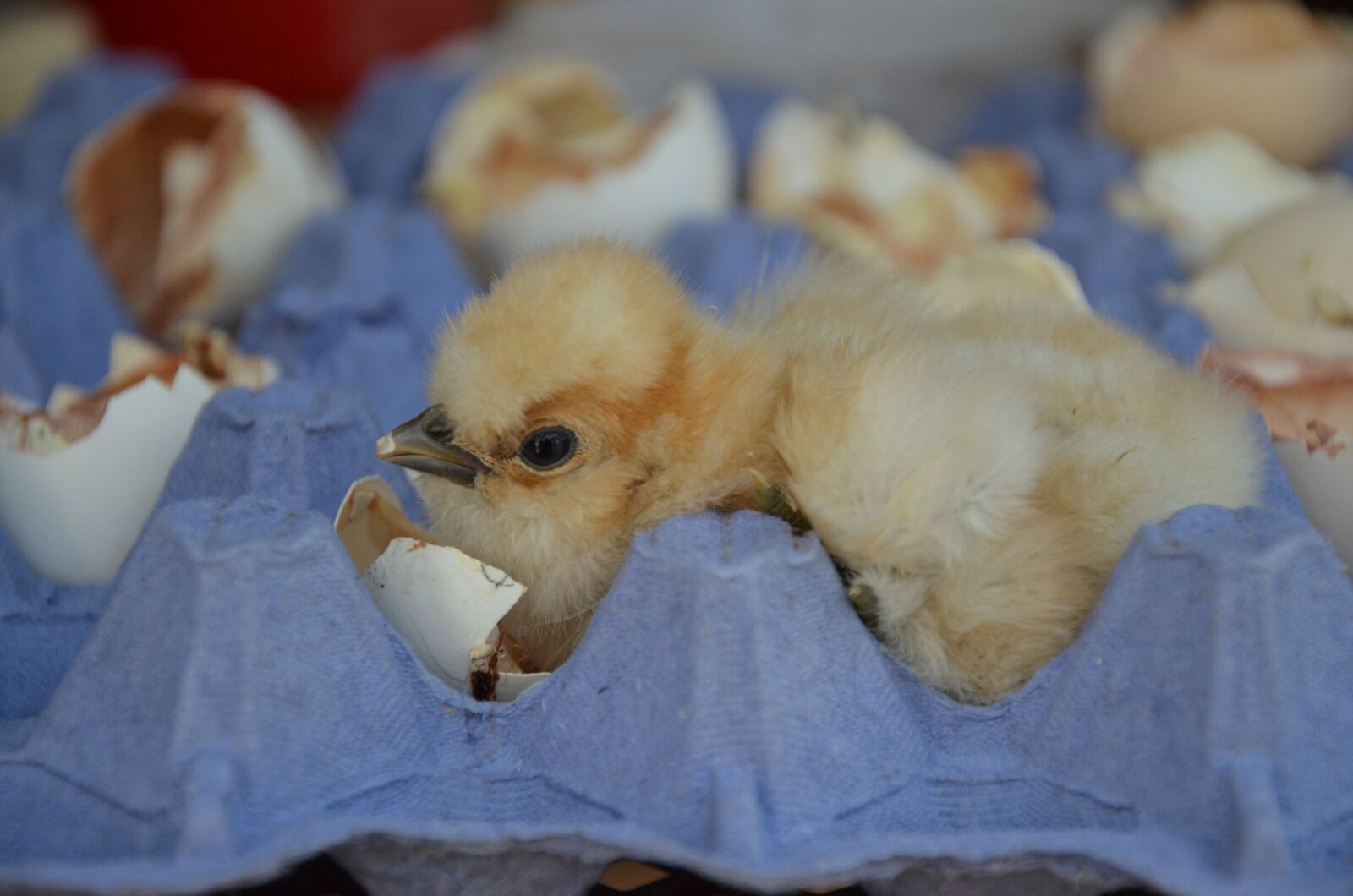 Nikon D5100 sample photo. Chicken, eggshell, yellow photography