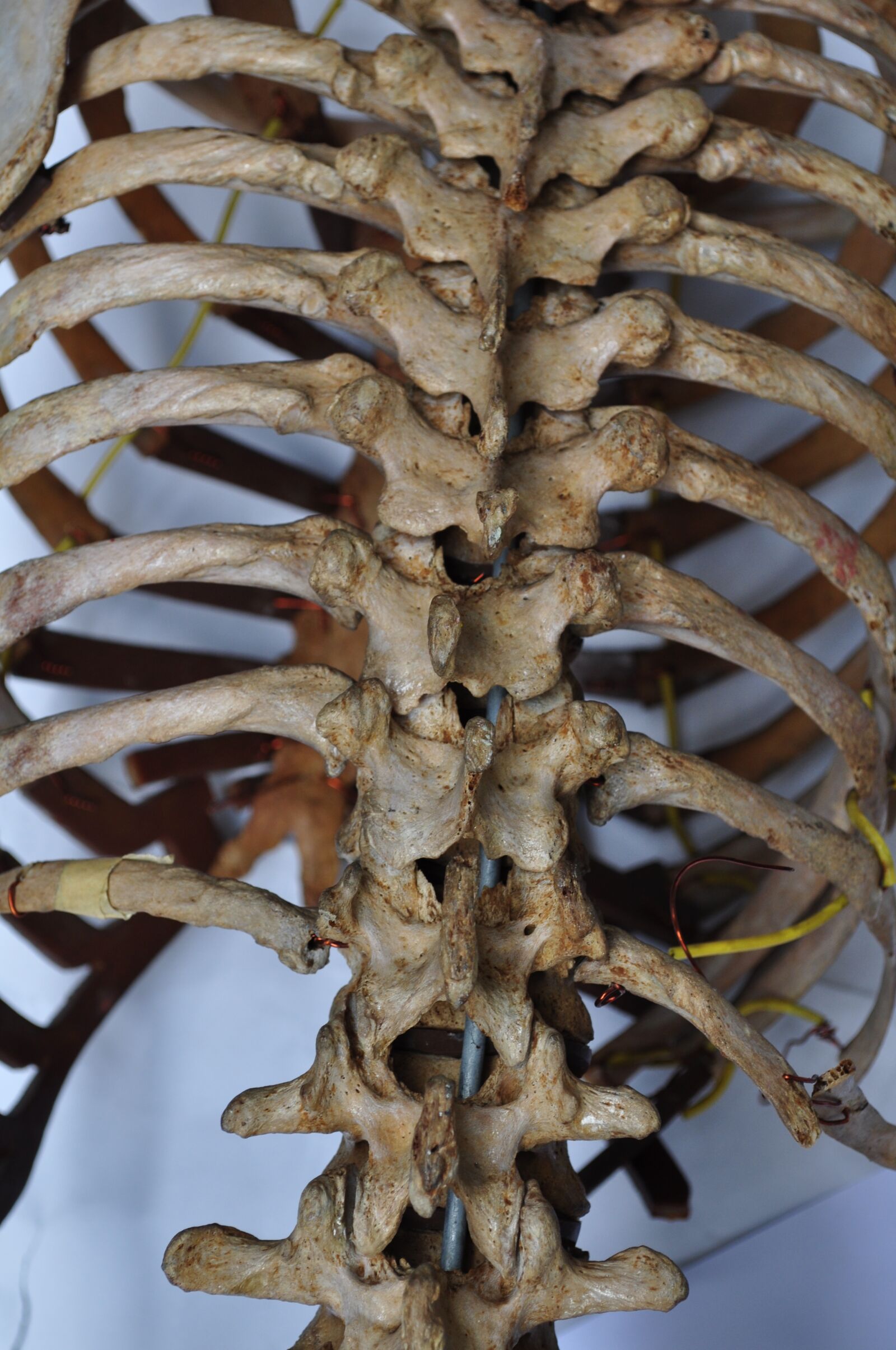 Nikon D5000 sample photo. Bones, skeleton, back photography