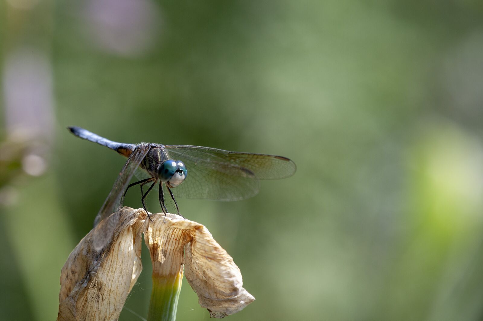 Canon EOS 5D Mark II sample photo. Blue dasher dragonfly, dragonfly photography