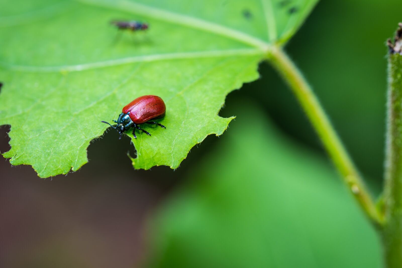 Canon EOS 6D sample photo. Beetle, insect, leaves photography
