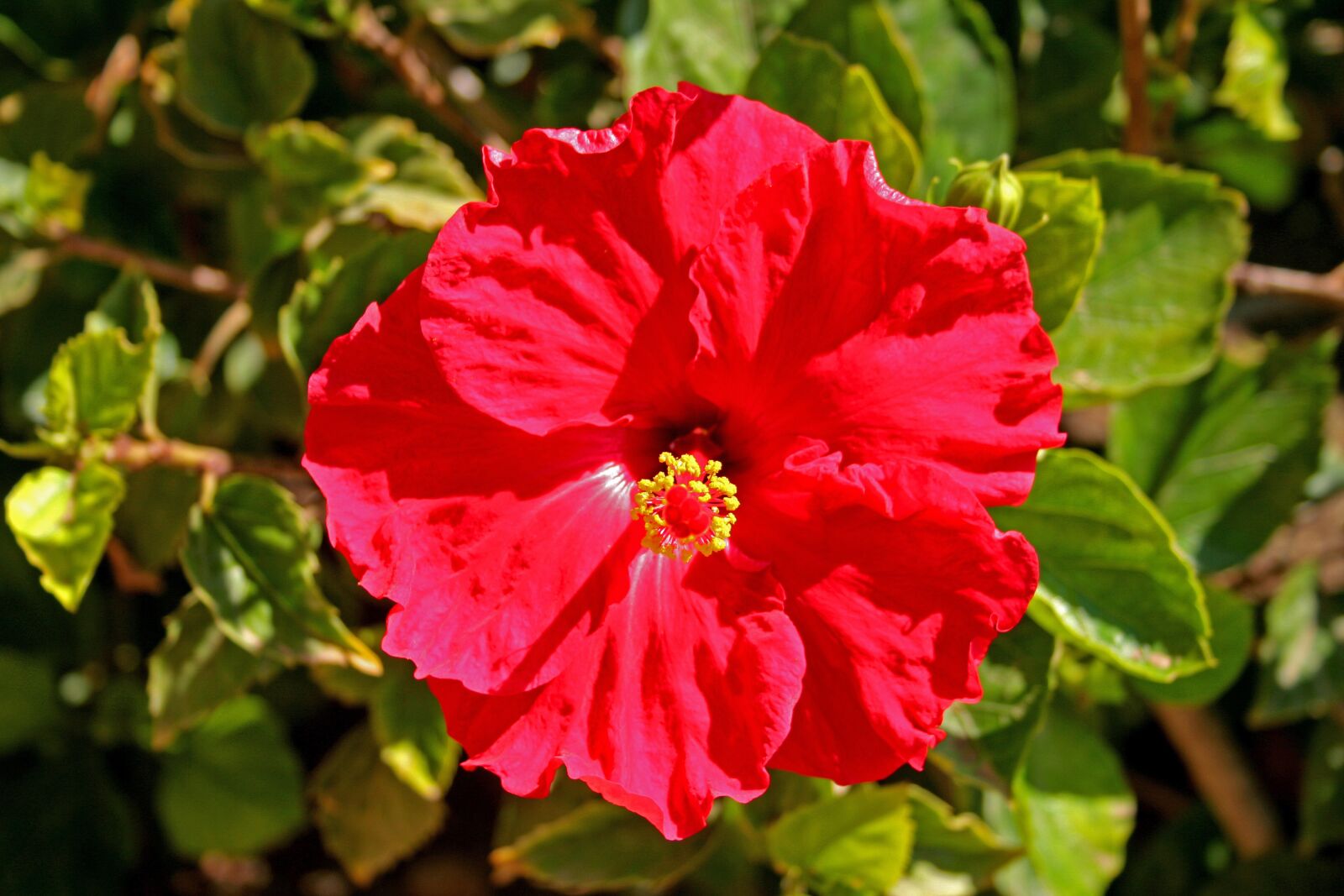 Canon EOS 350D (EOS Digital Rebel XT / EOS Kiss Digital N) sample photo. Hibiscus, flower, red photography