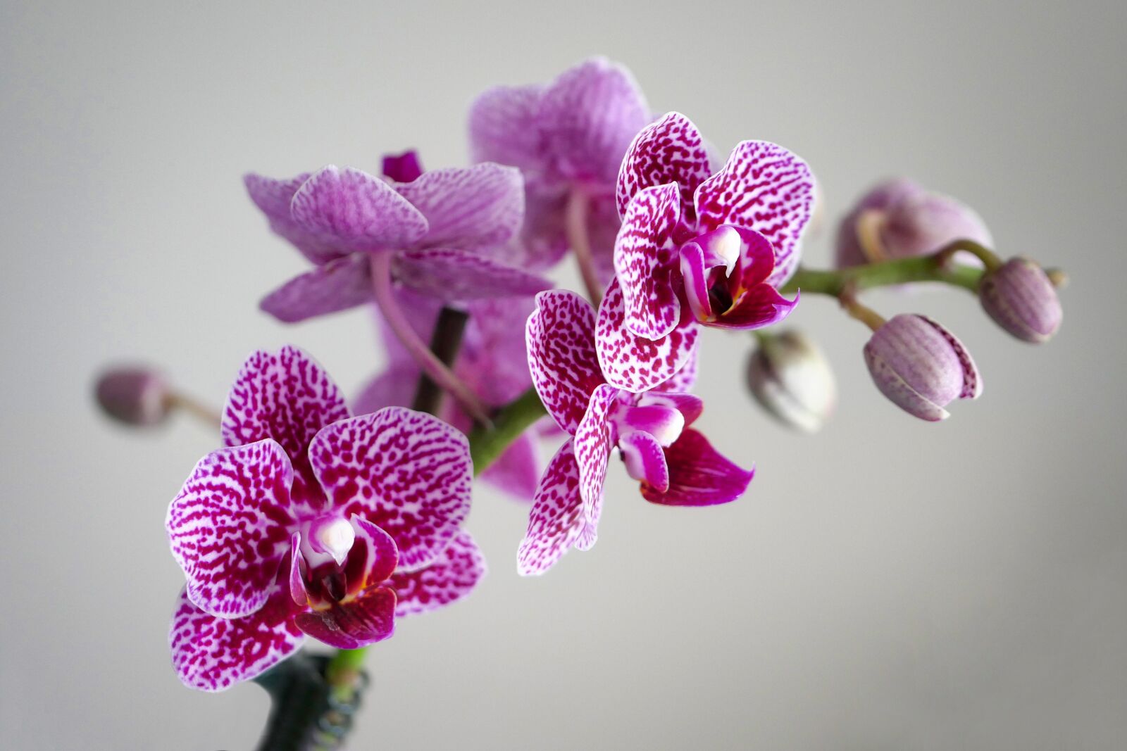 Panasonic Lumix DMC-GX8 sample photo. Plant, flower, nature photography