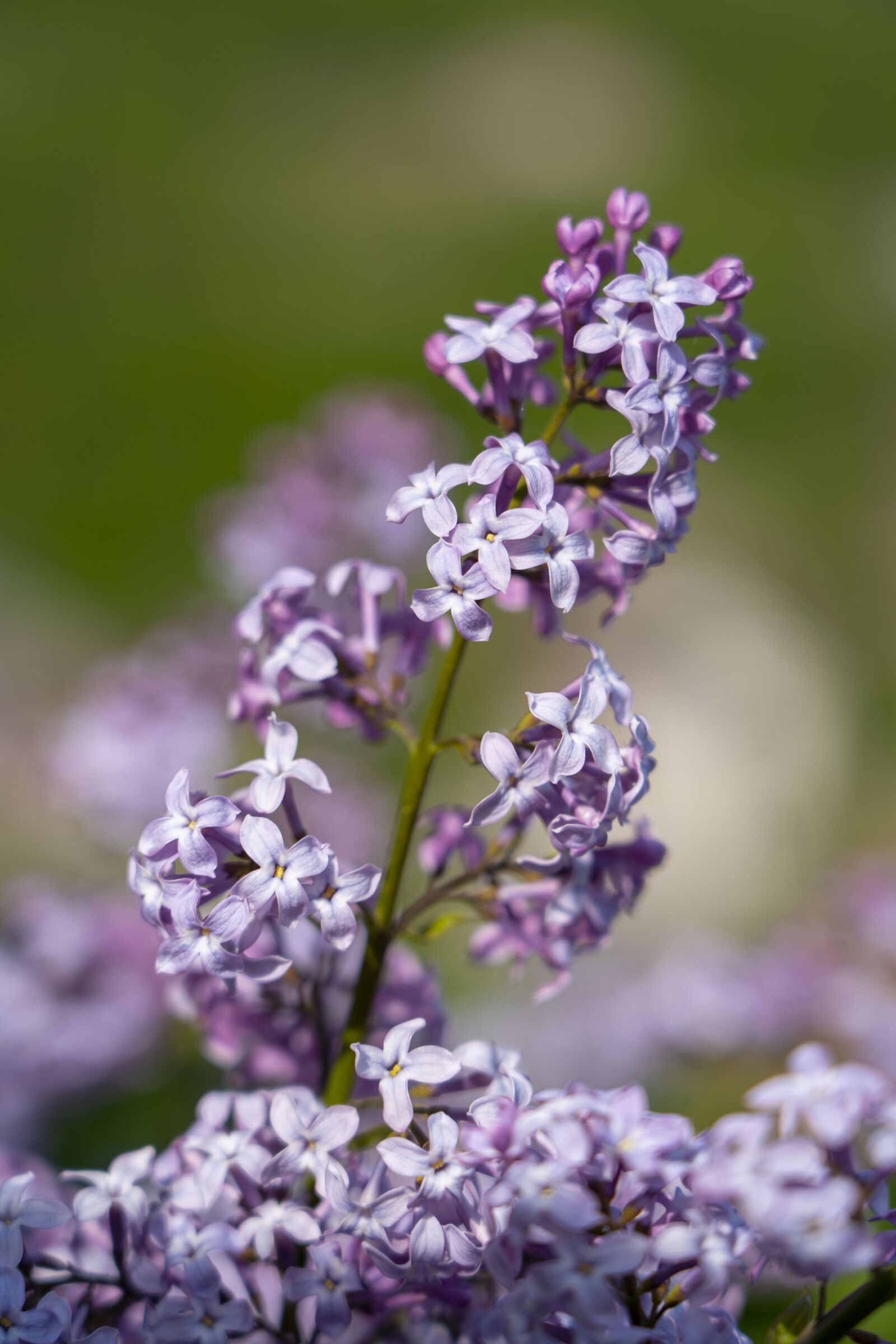 Sony FE 24-105mm F4 G OSS sample photo. Lilac, flower, spring photography