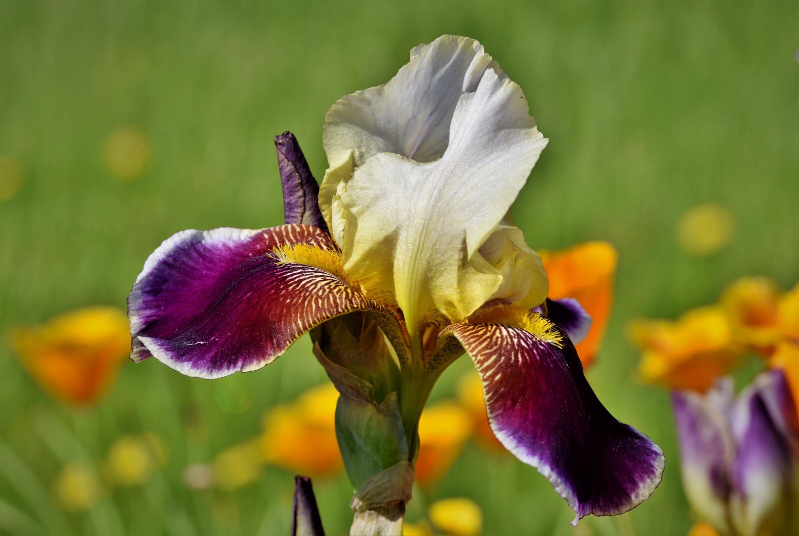 Nikon D7200 sample photo. Iris, iridaceae, purple photography