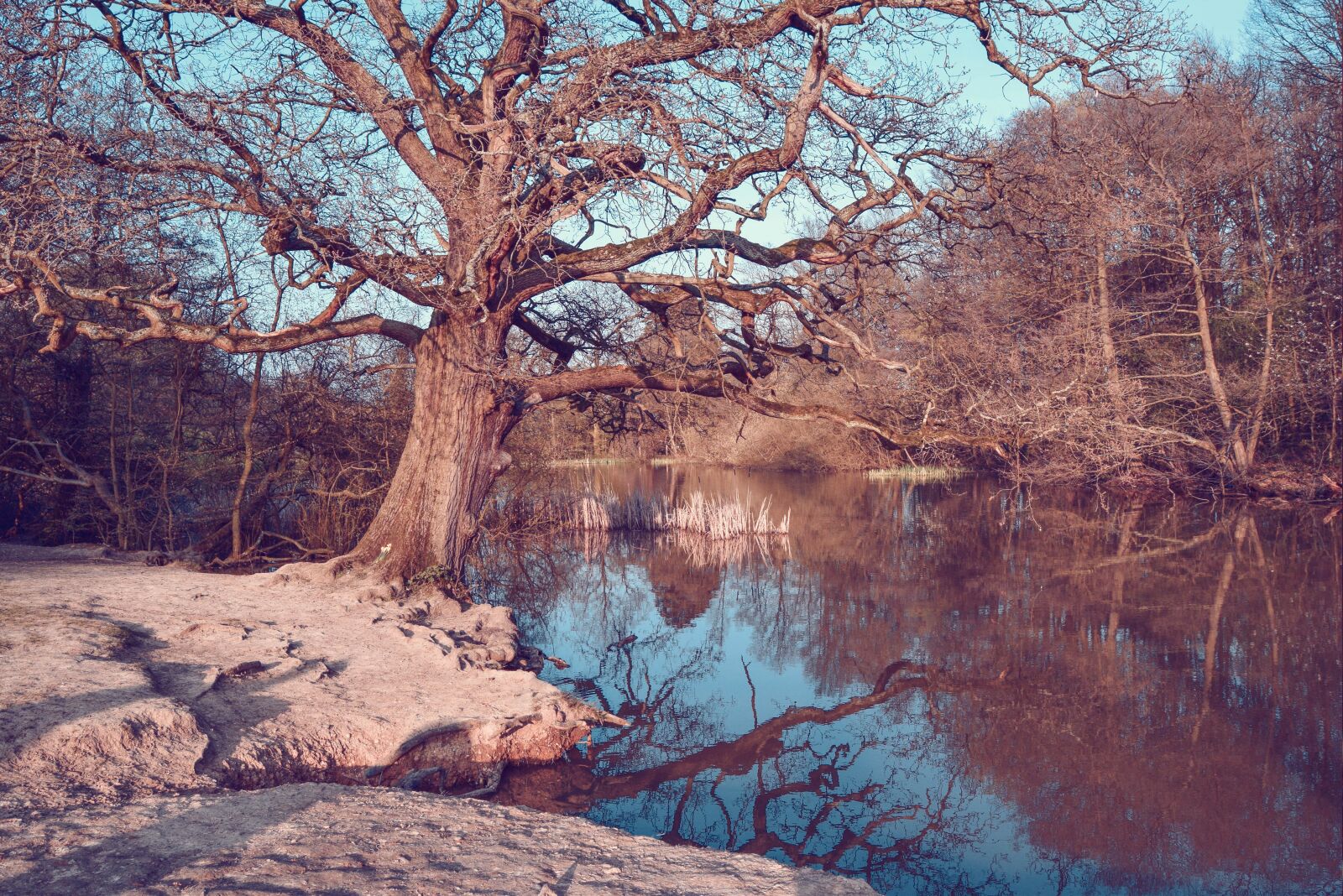 Nikon D3300 sample photo. Tree, lake, water photography