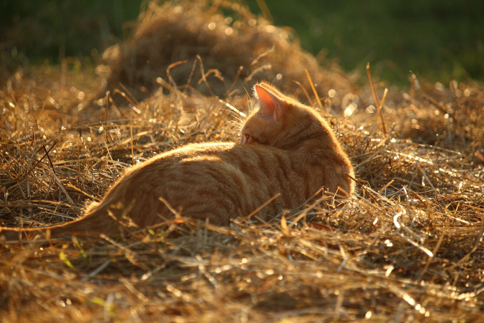 Canon EOS 100D (EOS Rebel SL1 / EOS Kiss X7) sample photo. Cat, kitten, mieze photography