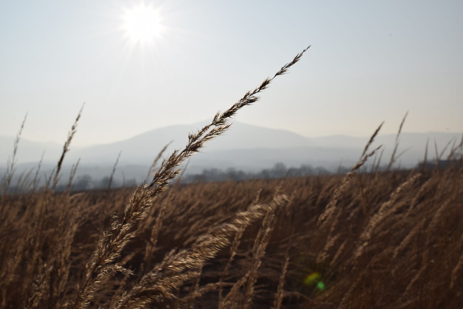 Nikon D5300 sample photo. Grass, sun, sunny photography