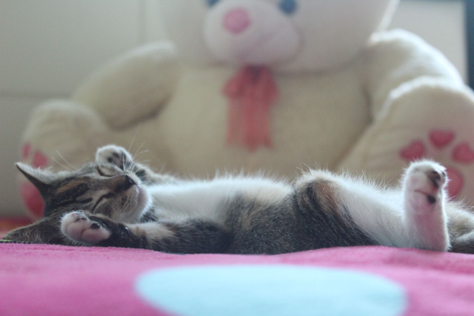 Canon EOS 1300D (EOS Rebel T6 / EOS Kiss X80) sample photo. Kitten, sleep, dream photography