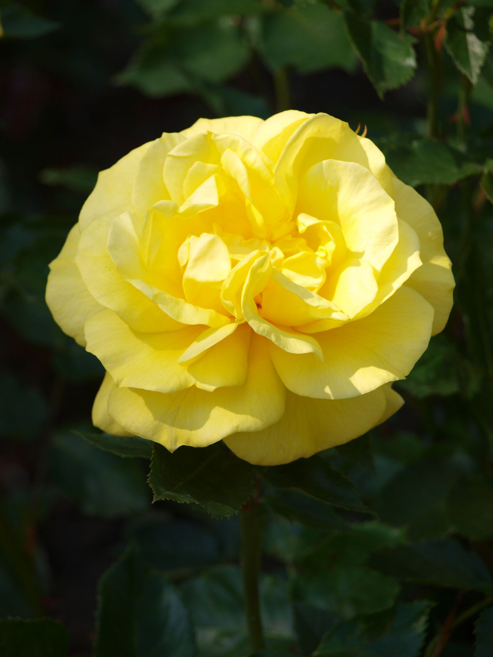 Olympus E-520 (EVOLT E-520) sample photo. Rose, yellow, flower photography