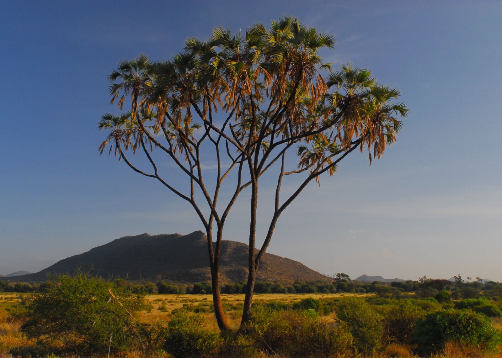 Nikon D200 sample photo. Samburu, survivor africa, kenya photography