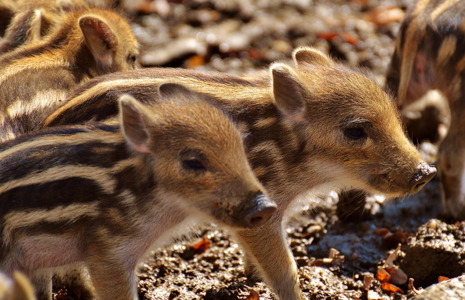 Nikon D3200 sample photo. Wild pigs, launchy, young photography