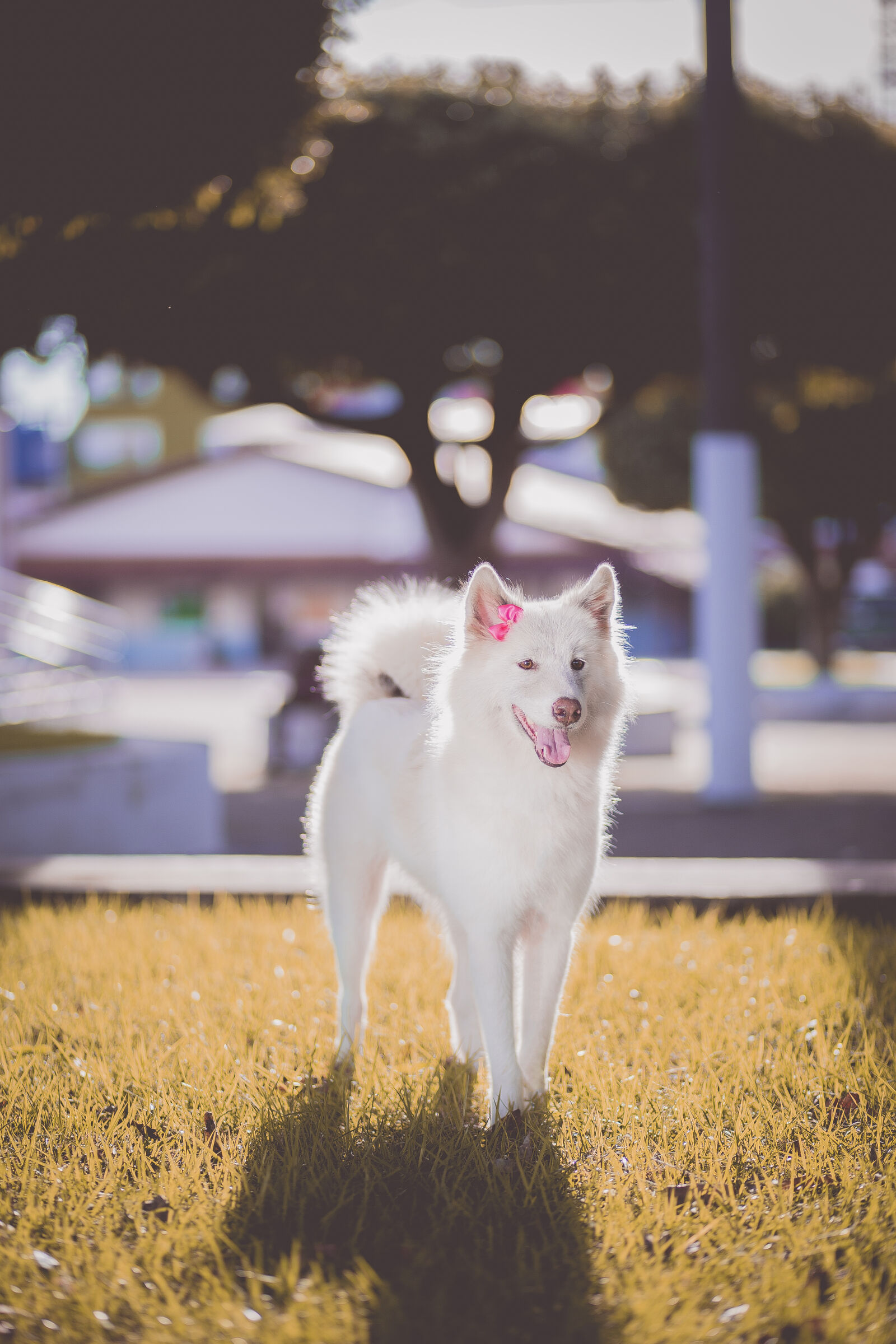 Canon EF 85mm F1.8 USM sample photo. Adorable, animal, canine, cute photography