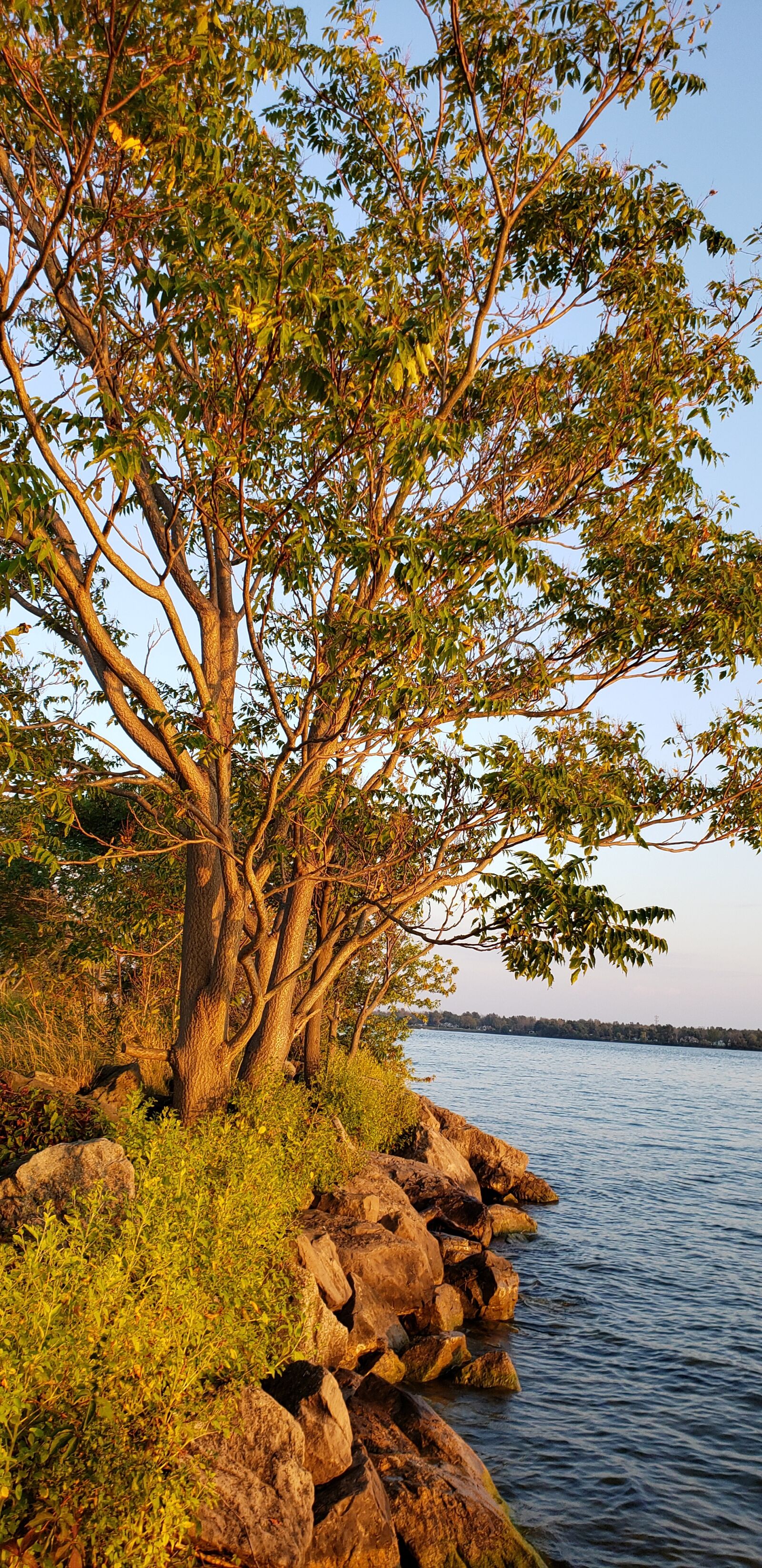Samsung Galaxy S9+ sample photo. River, tree, rocks photography