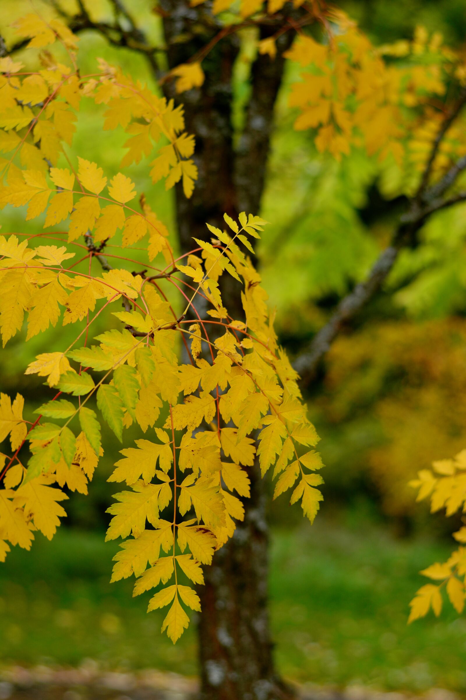 Nikon D5200 sample photo. Tree, leaves, fall leaves photography