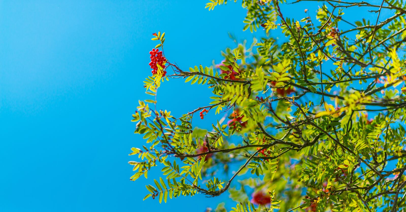 Nikon D610 sample photo. Branches, leaves, nature photography