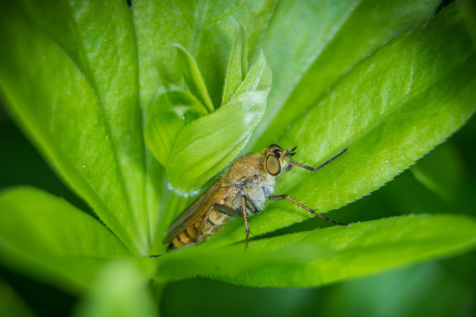 Nikon D7200 sample photo. Nature, leaf, close up photography