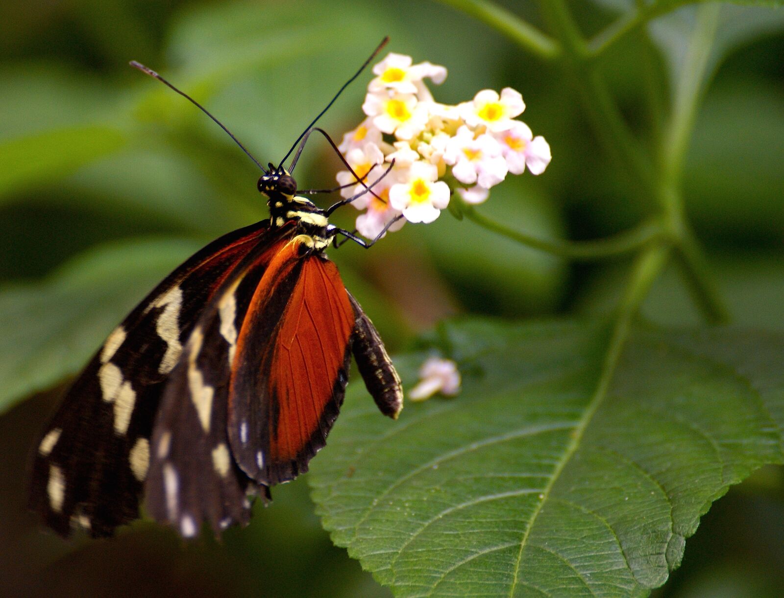 Sony Alpha DSLR-A350 sample photo. Butterfly, exotic, tropical photography