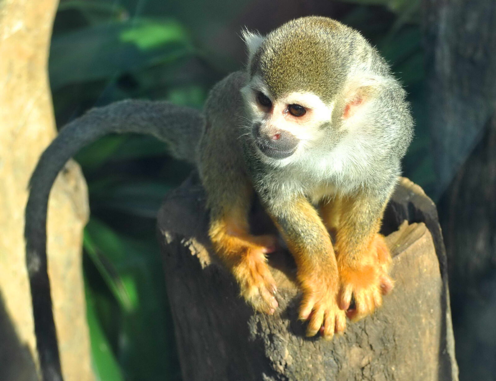 Nikon D5000 sample photo. Sweet, monkey, face photography