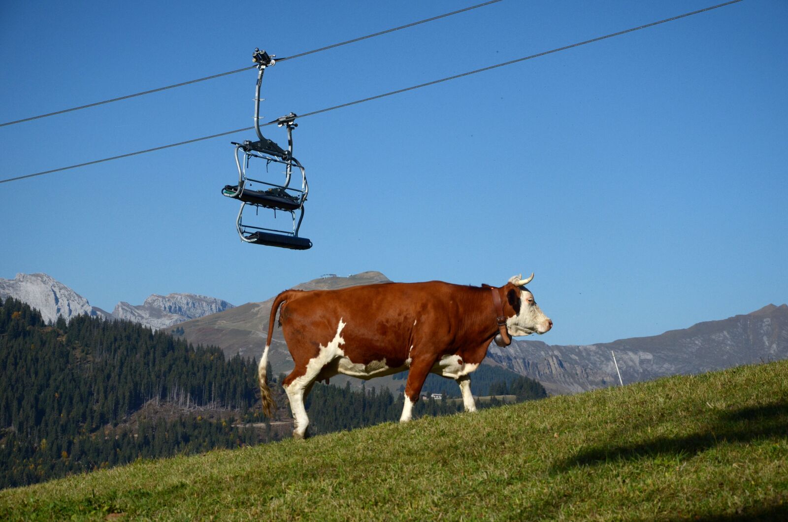 Nikon D5100 sample photo. Cow, chair lift, mountain photography