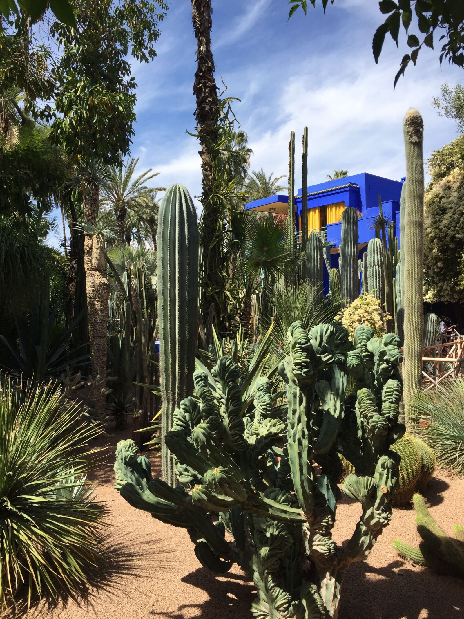 Apple iPhone 6 sample photo. Marrakech, garden, plant photography