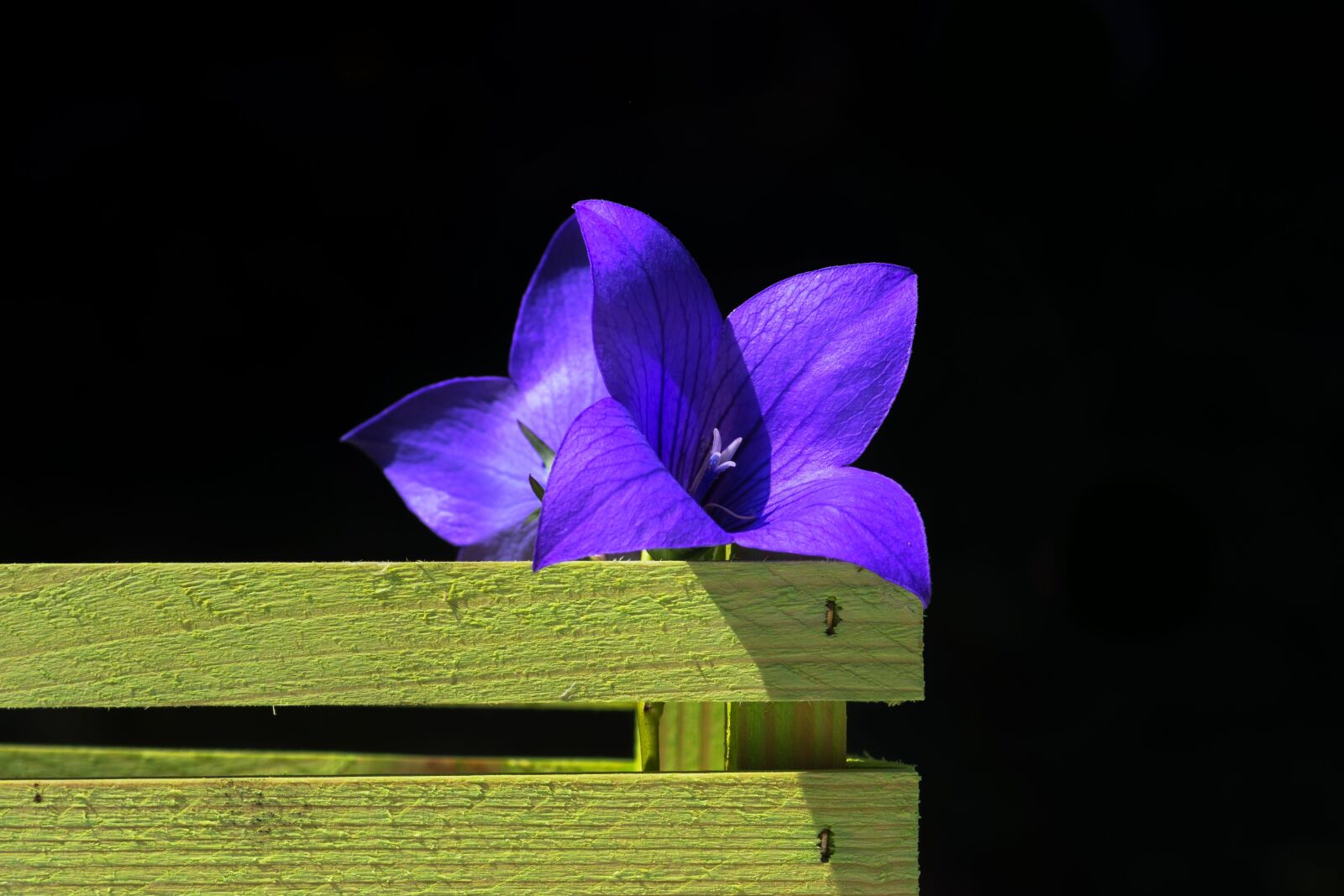 Nikon D7200 sample photo. Bellflower, wooden box, wood photography
