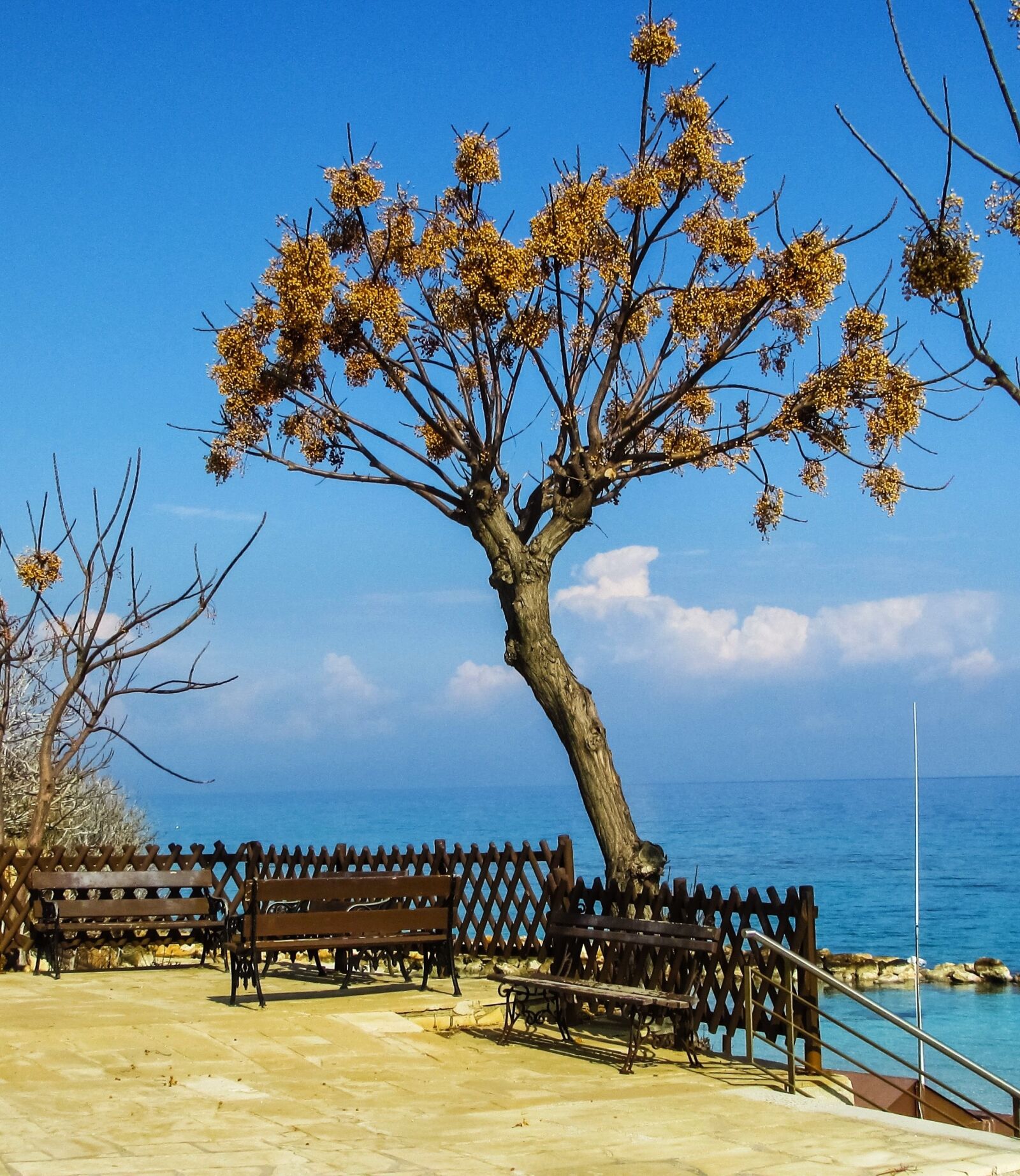 Canon PowerShot SX400 IS sample photo. Cyprus, protaras, fig tree photography