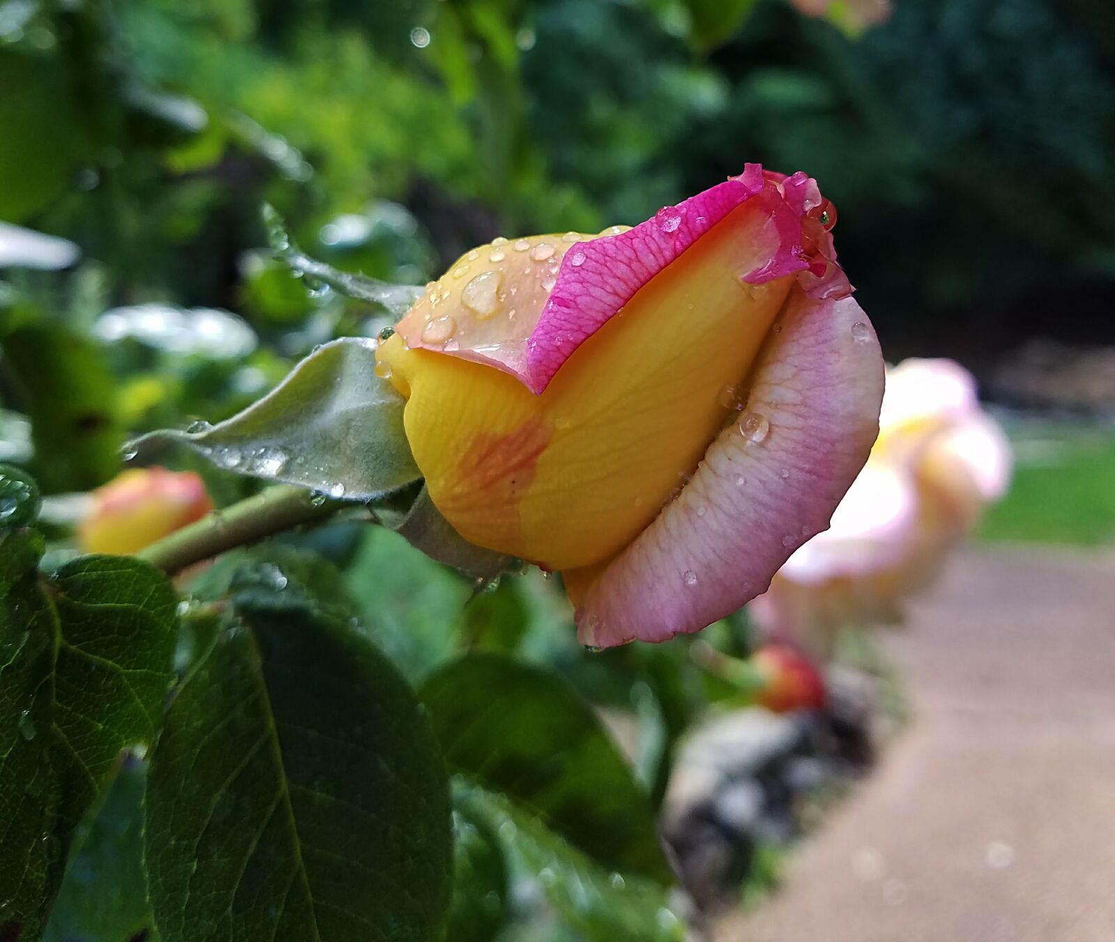 Samsung Galaxy S7 sample photo. Rose, water drops, bud photography