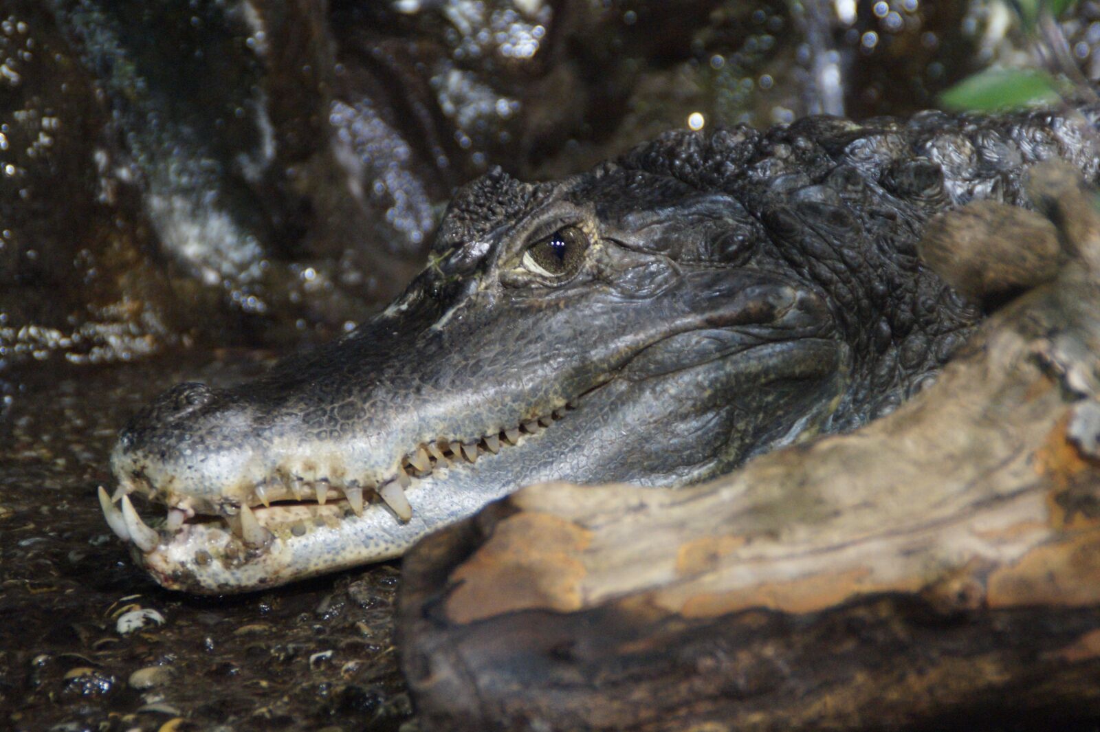 Sony SLT-A58 sample photo. Cayman, lurking, tooth photography