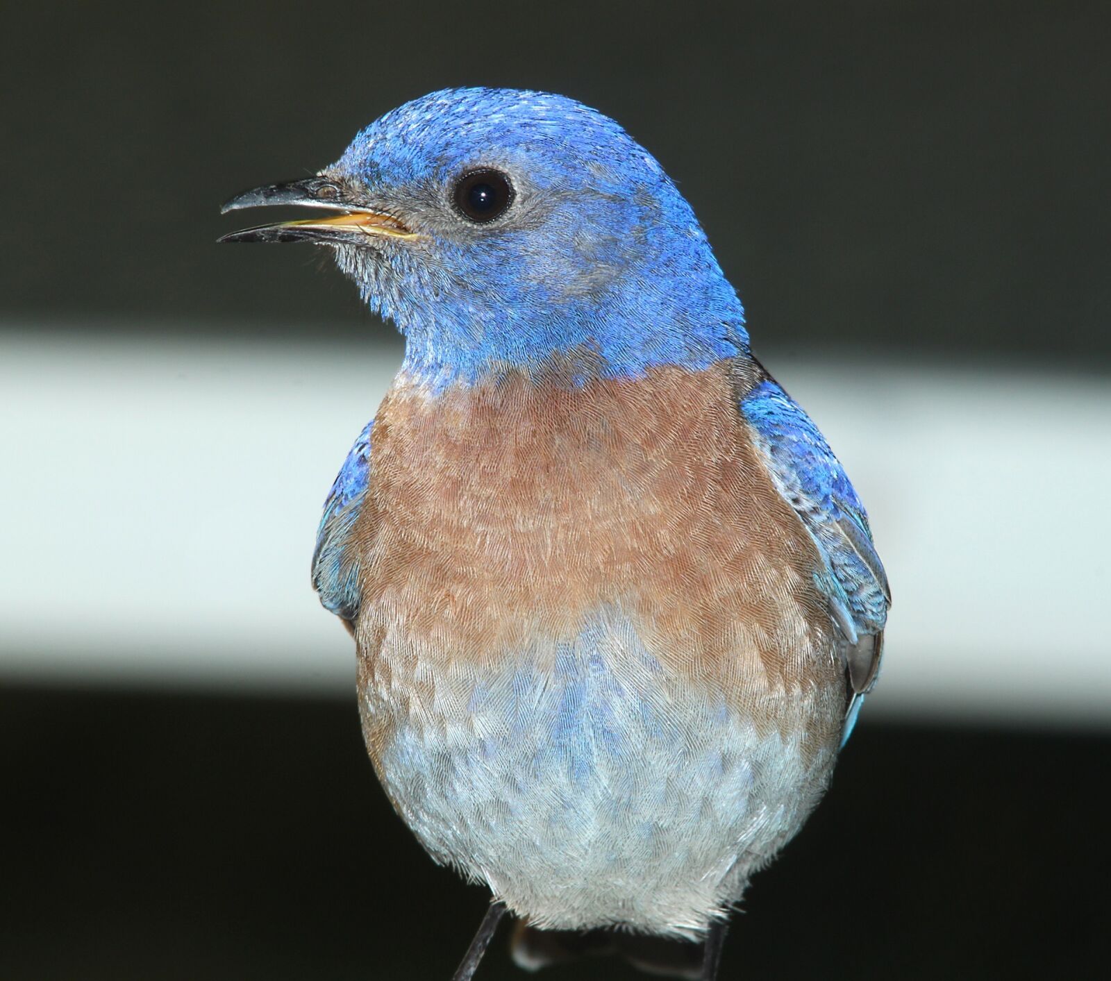 Canon EOS 500D (EOS Rebel T1i / EOS Kiss X3) sample photo. Western bluebird, bird, standing photography