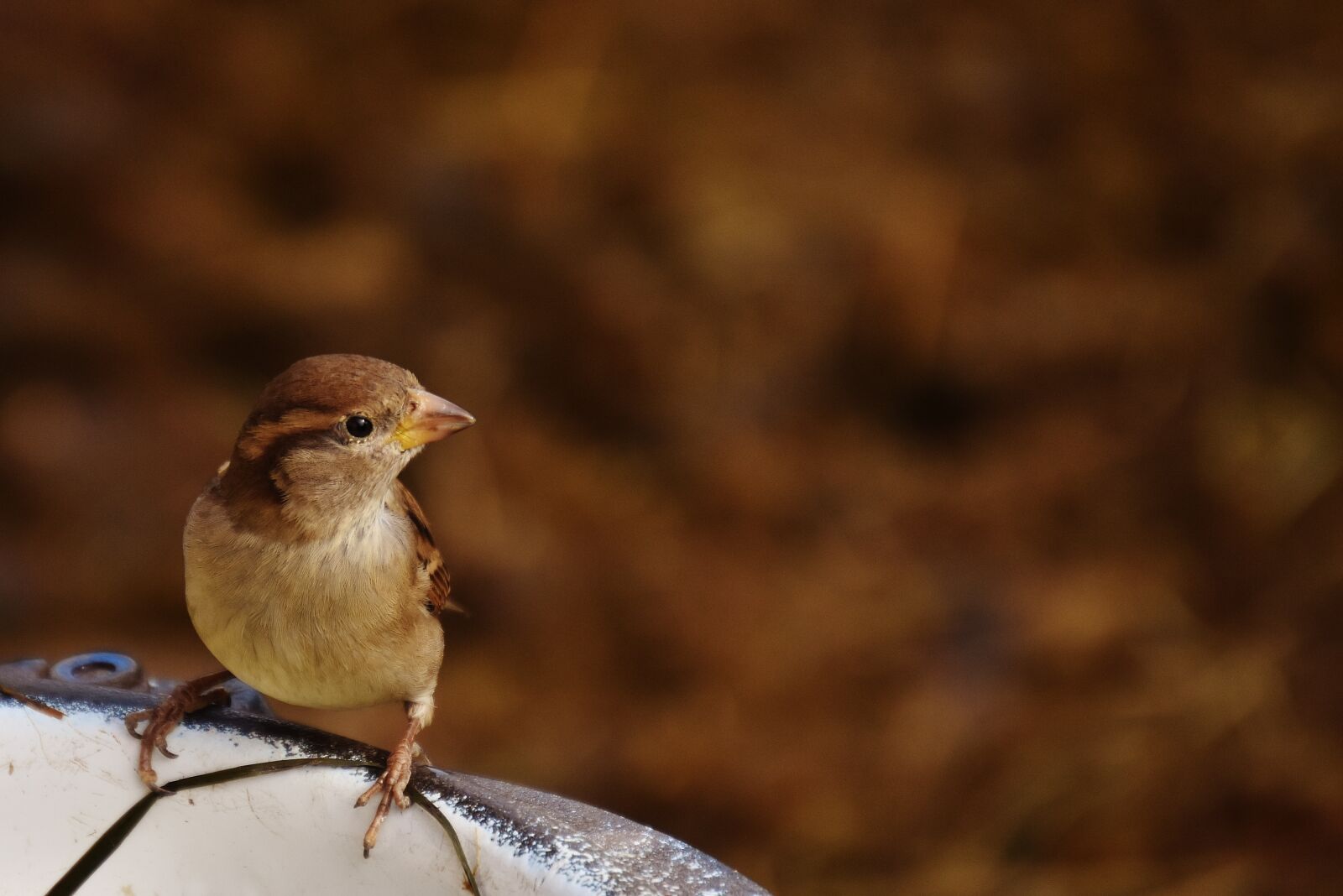 Nikon D7200 sample photo. Sparrow, bird, birdie photography