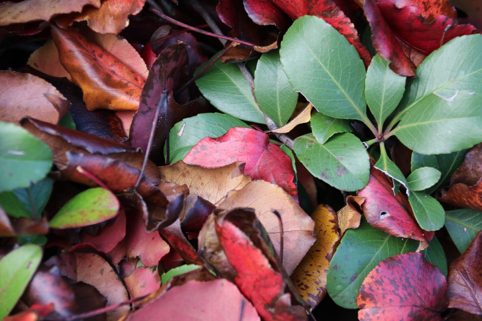 Canon EOS 750D (EOS Rebel T6i / EOS Kiss X8i) sample photo. Leaves, plants, fall photography