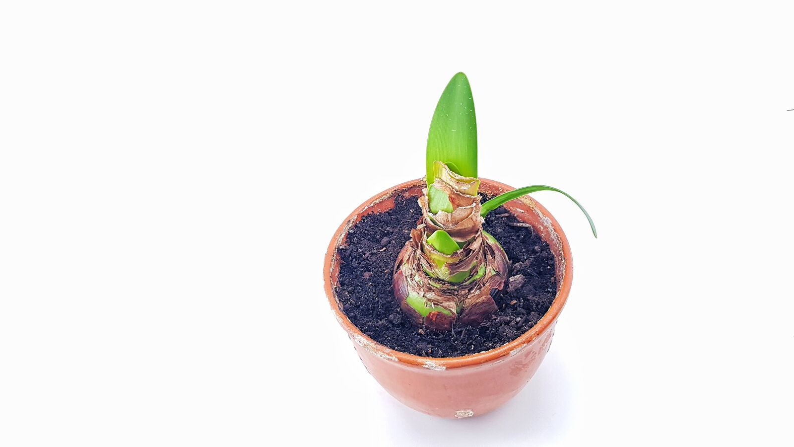 Samsung Galaxy S8+ sample photo. Plant, onion, pot photography