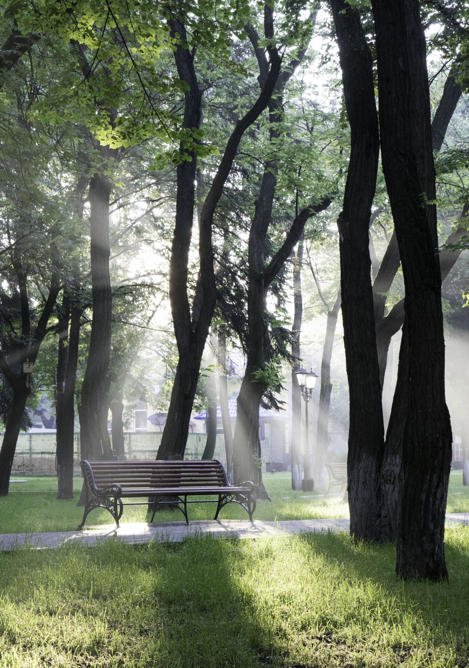 Canon EOS 760D (EOS Rebel T6s / EOS 8000D) sample photo. Park, bench, tree photography