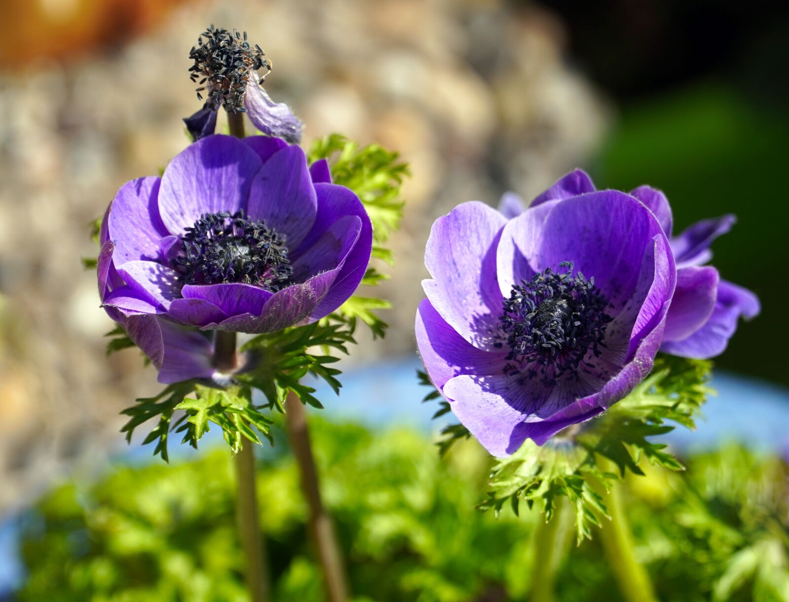 Sony E PZ 18-105mm F4 G OSS sample photo. Ranunculus, flower, blue photography