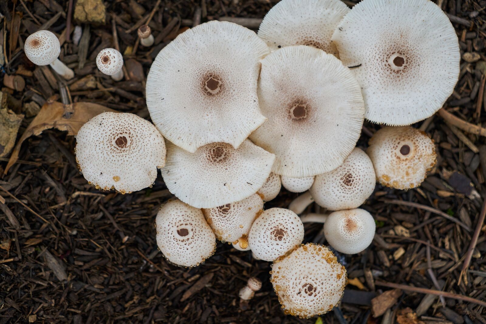 Sony a7R II sample photo. Mushroom, plant, macro photography