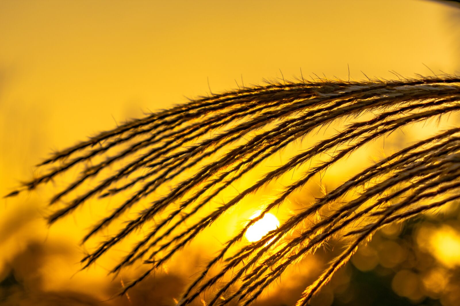 Nikon D3400 sample photo. Thatched, pampas grass, sunset photography