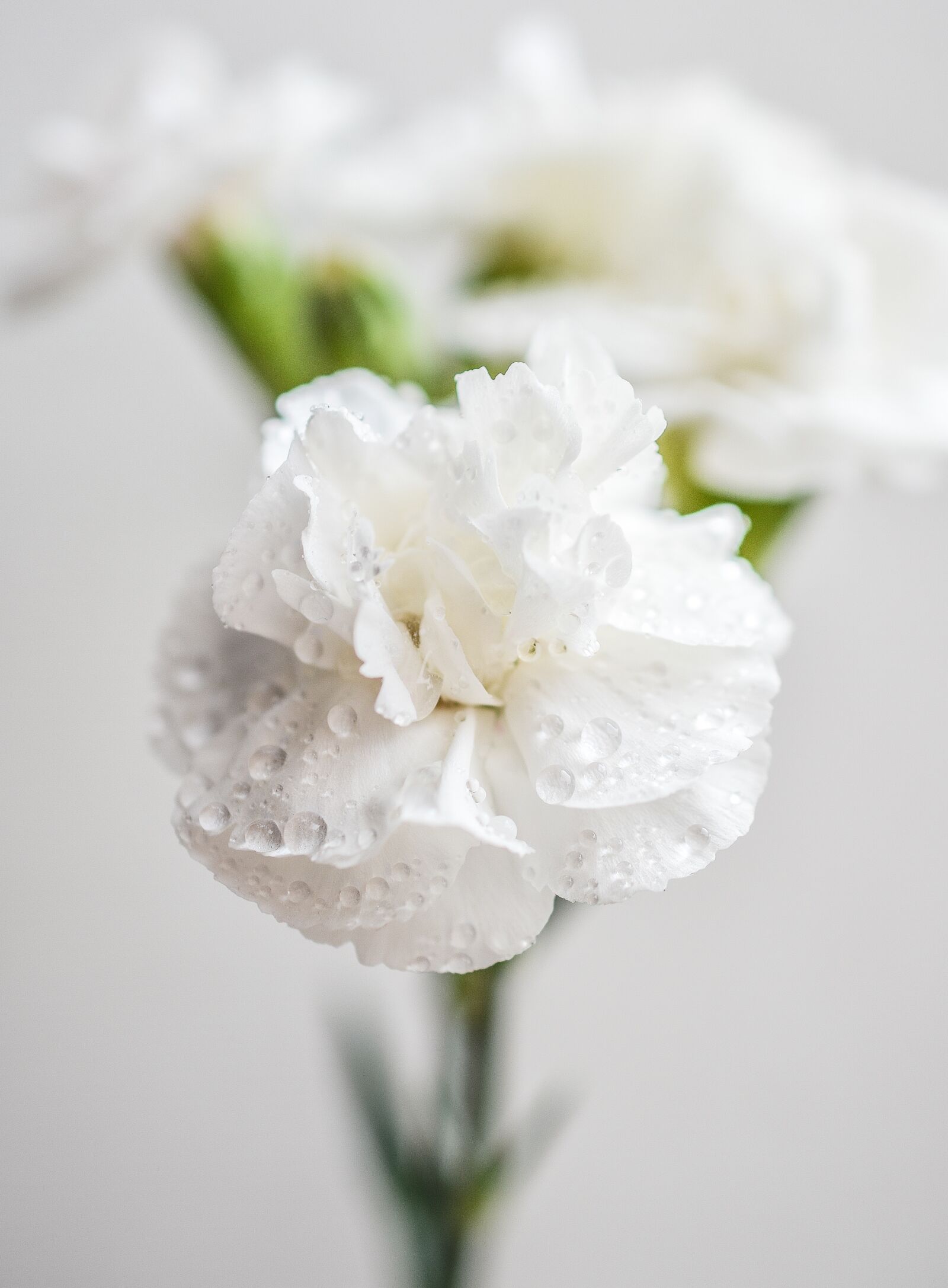 Nikon D5200 sample photo. Carnation, white, flowers photography